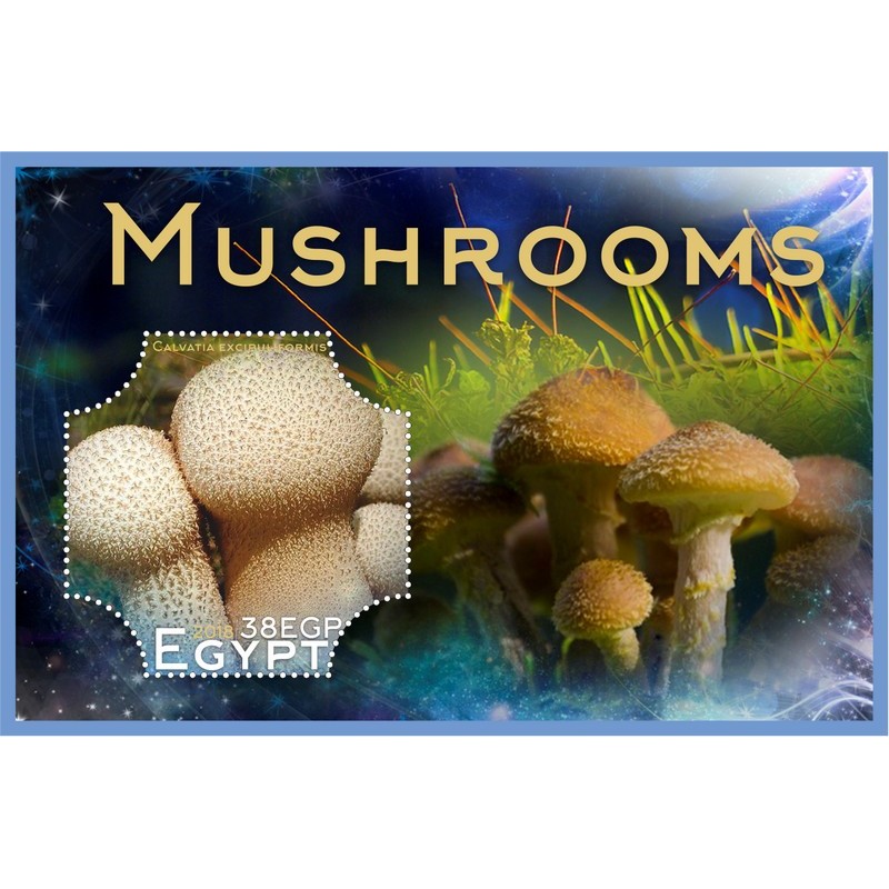 Egypt Mushrooms. 