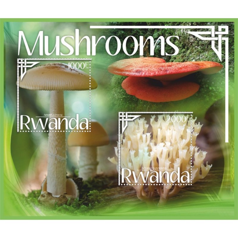 Rwanda Mushrooms_4. 