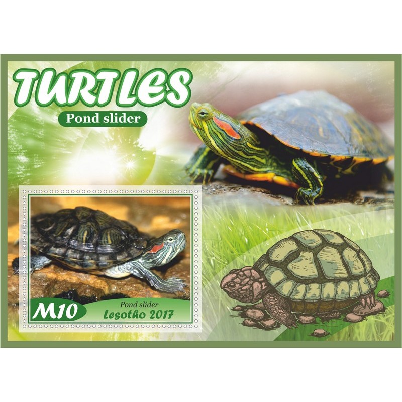 Набор черепахи. Марки черепахи. Комплект черепахи 585. Бронте комплект черепаха.