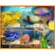 Fish and marine fauna